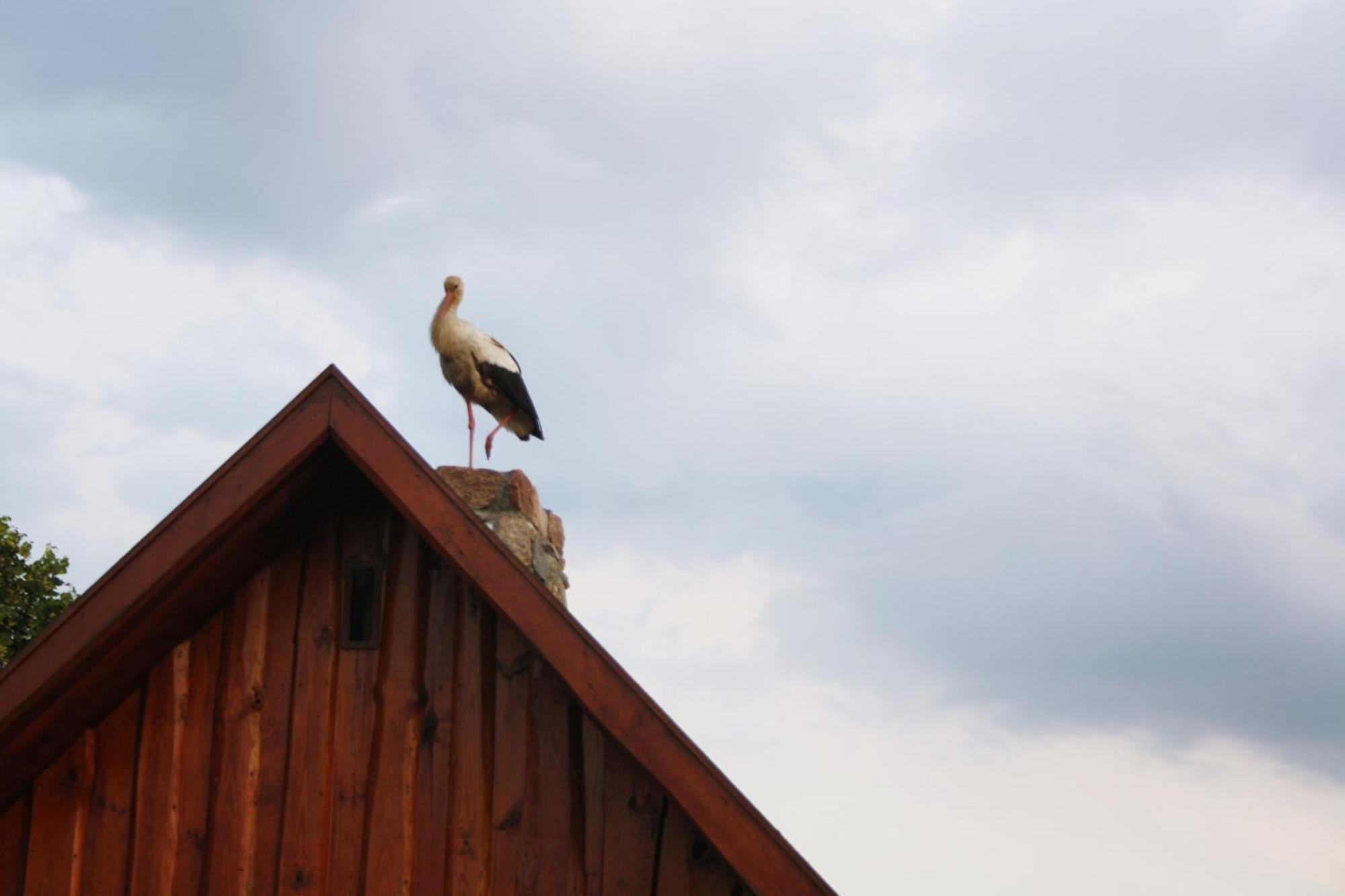 Pod Modrzewiem Pogorzelce Zewnętrze zdjęcie